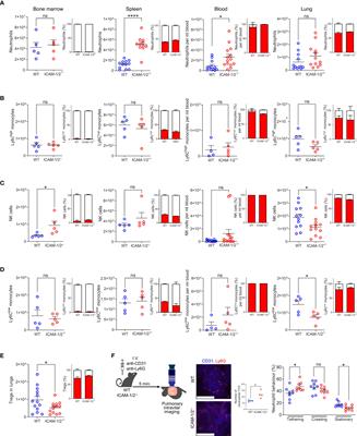 ICAMs are dispensable for influenza clearance and anti-viral humoral and cellular immunity